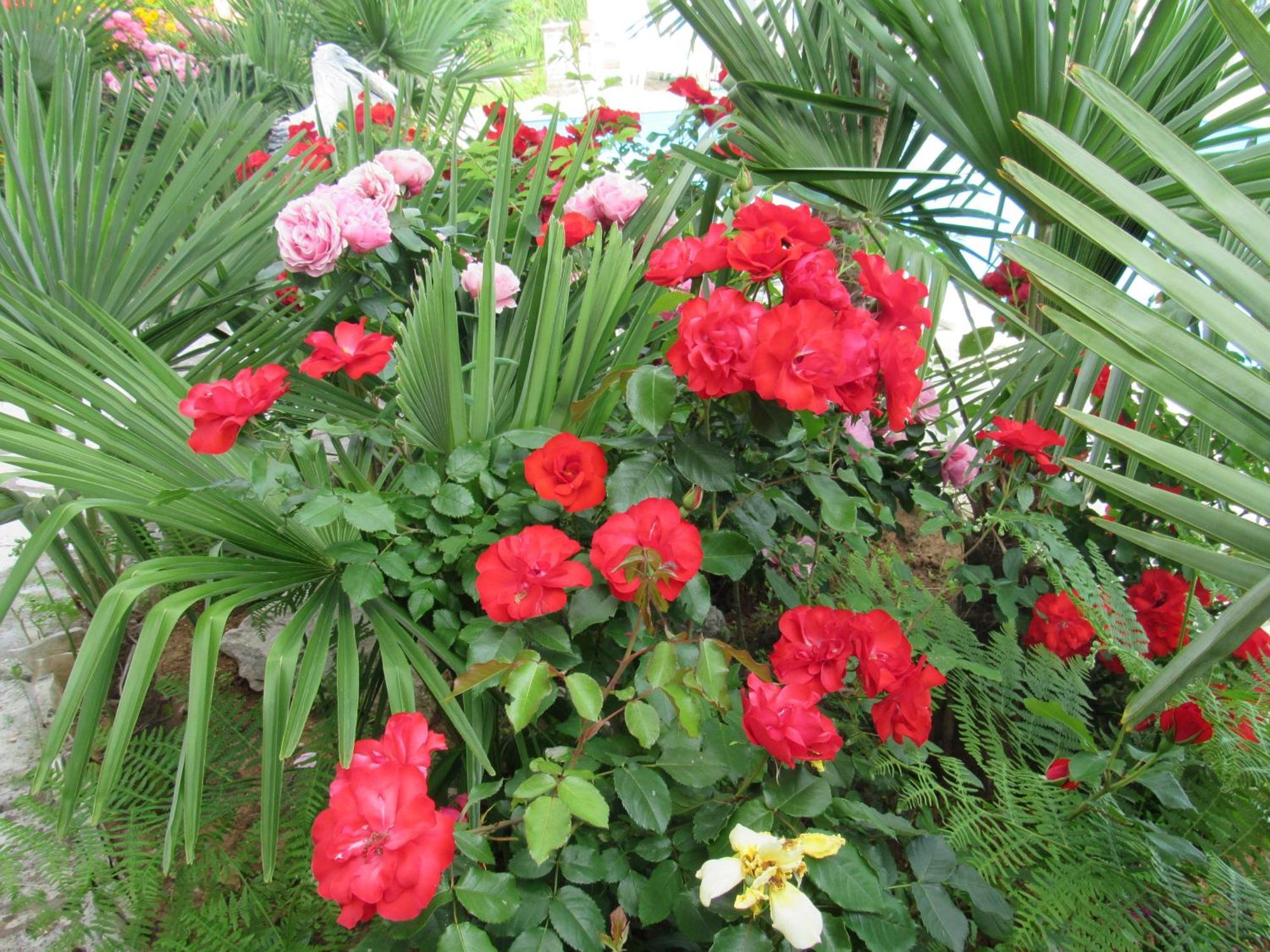 Palme 1 * Opatija